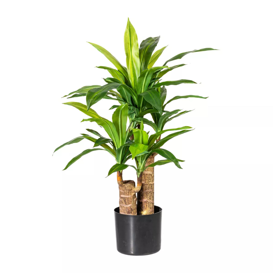 Flourify Dracaena