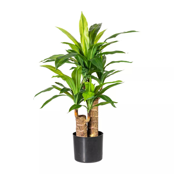 Flourify Dracaena