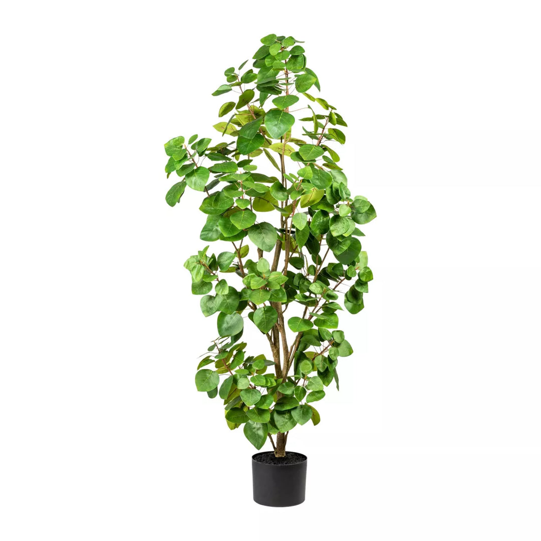 Flourify Eucalyptus