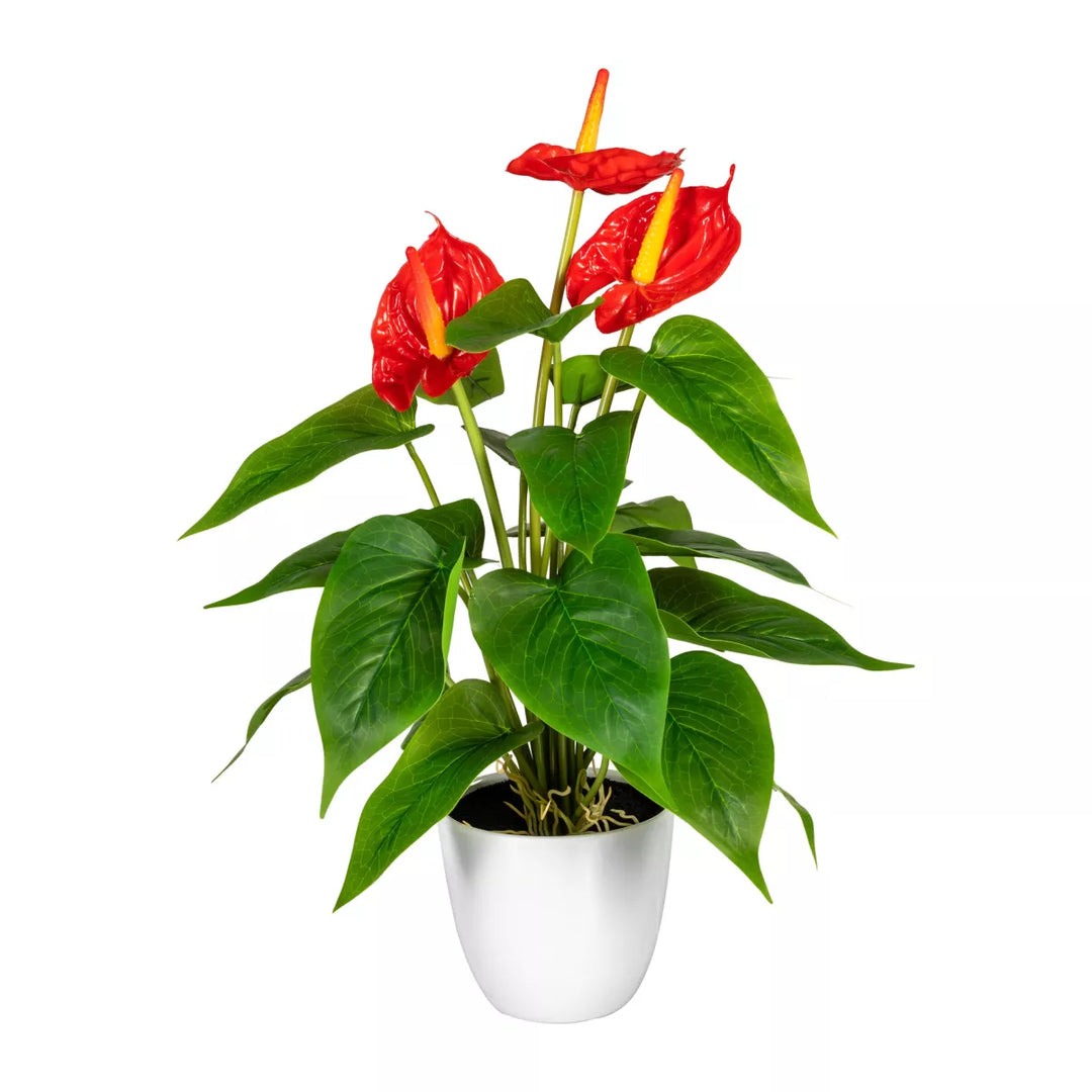 Flourify Anthurium (Flamingoplant)
