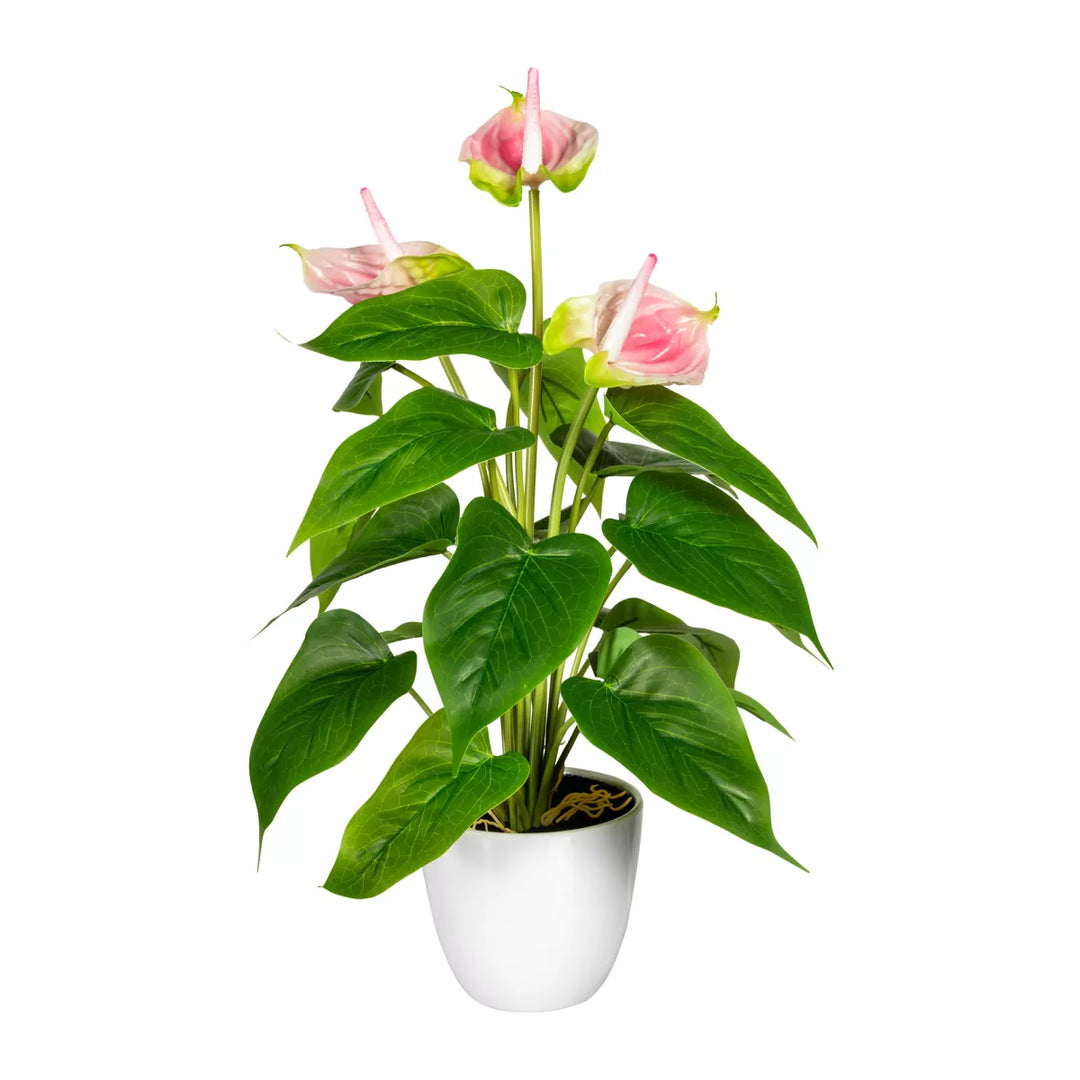 Flourify Anthurium, (flamingoplant)