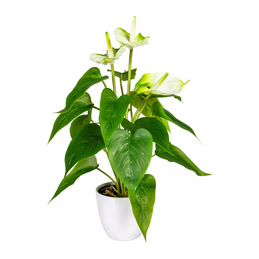 Flourify Anthurium (Flamingoplant)