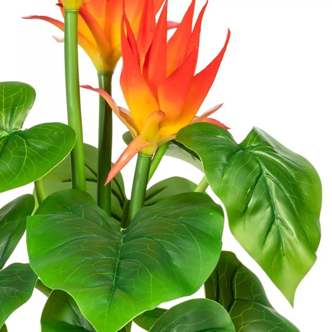 Flourify Guzmania