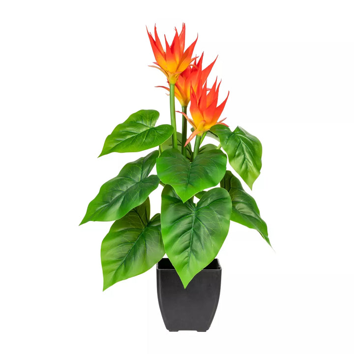 Flourify Guzmania