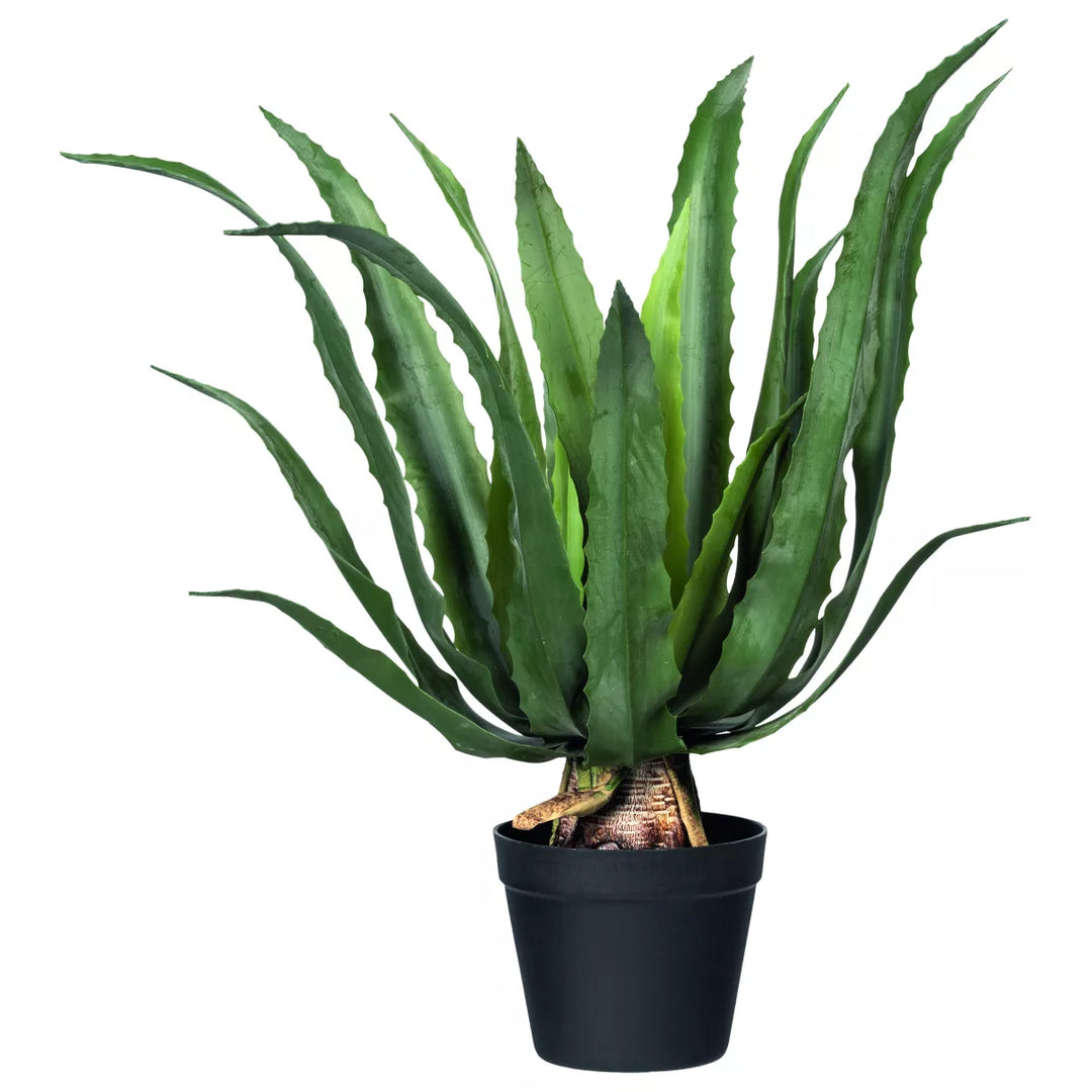 Flourify Agave Americana (honderdjarige aloë )