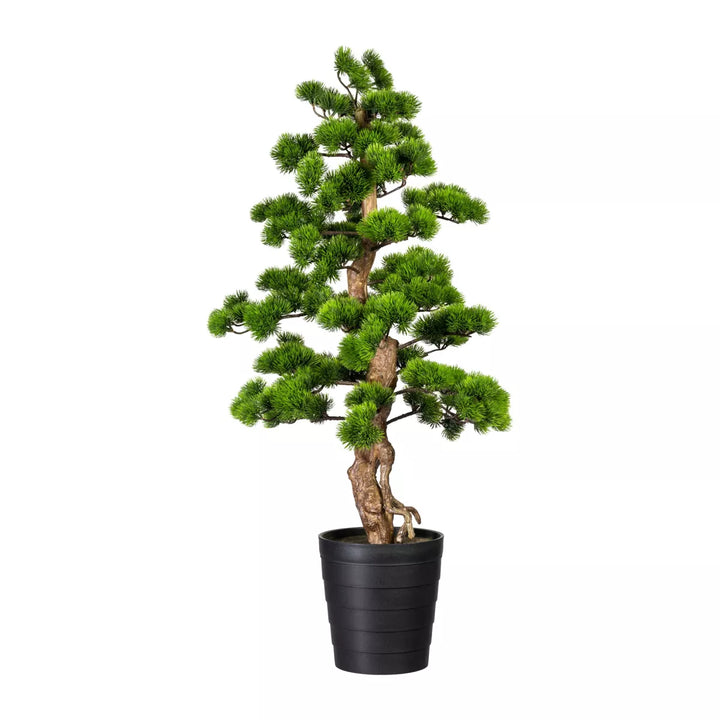 Flourify Bonsai dennenboom