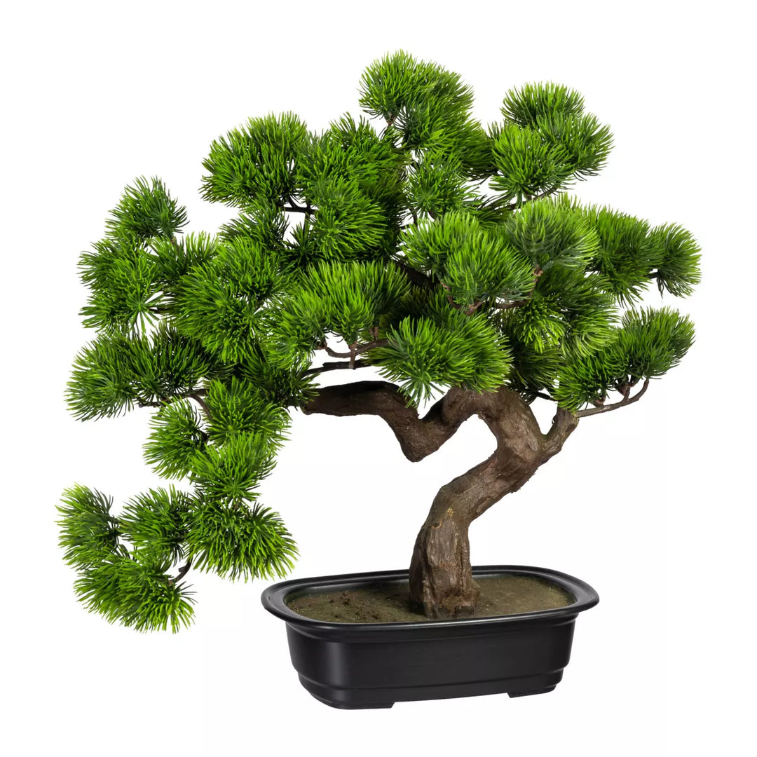 Flourify Bonsai Kiefer