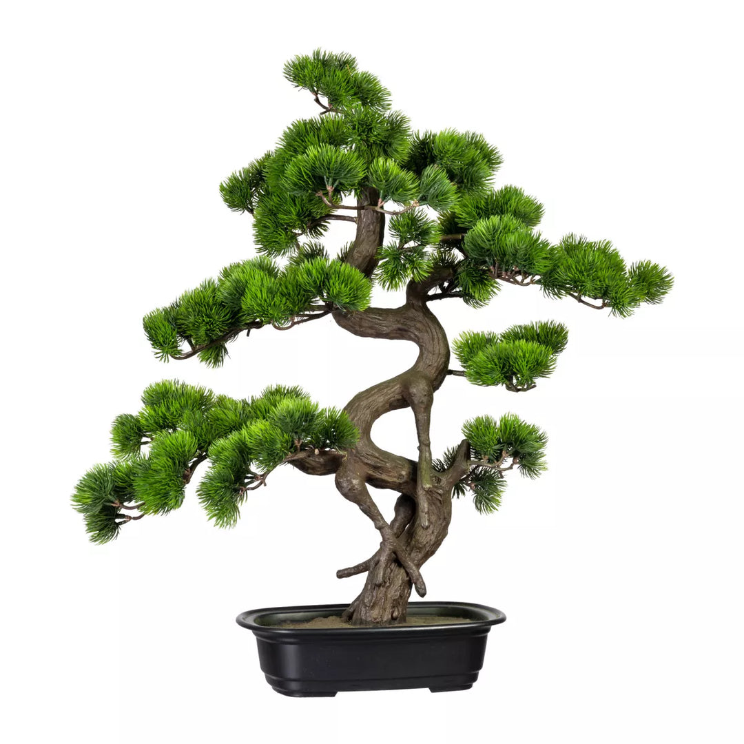 Flourify Bonsai dennen