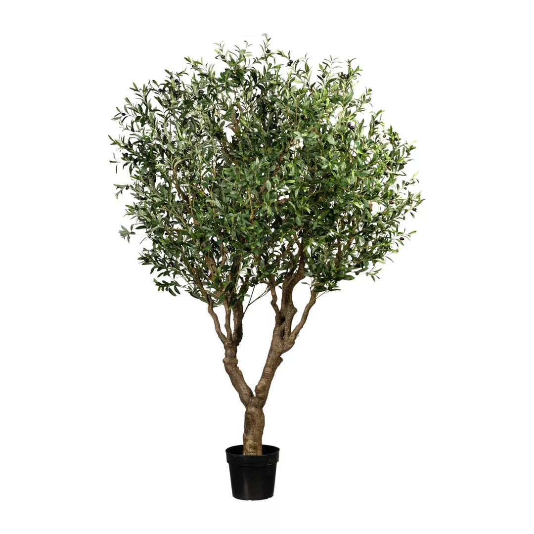 Flourify Olijfboom