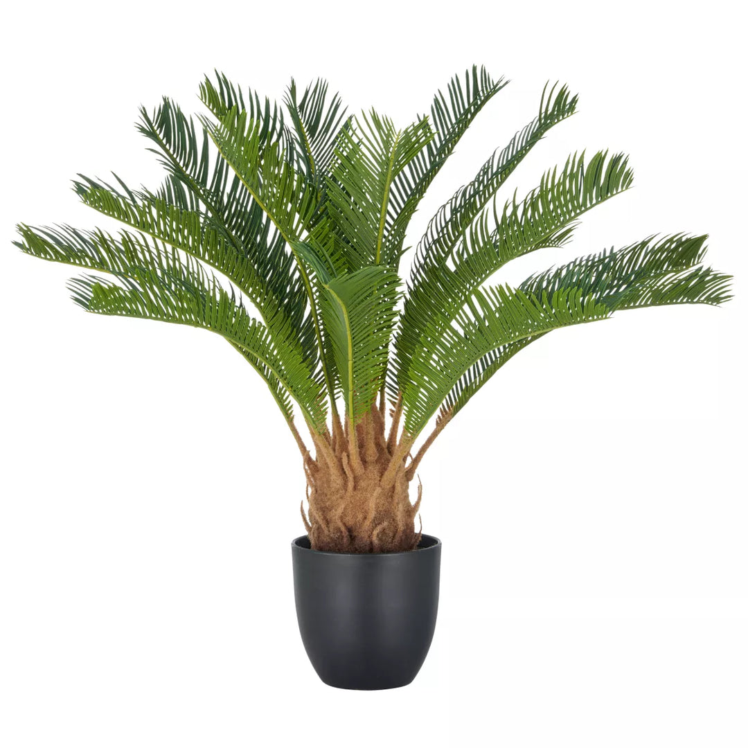 Flourify Cyclaspalm
