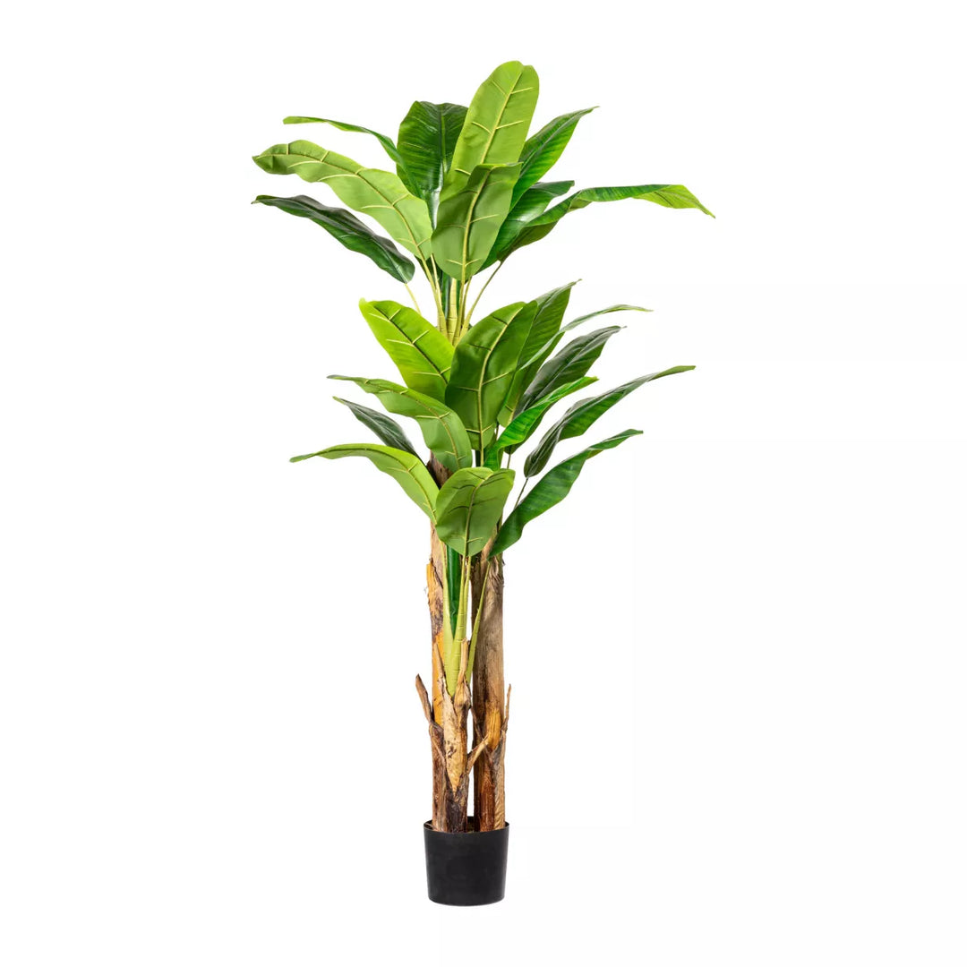 Flourify Bananenplant