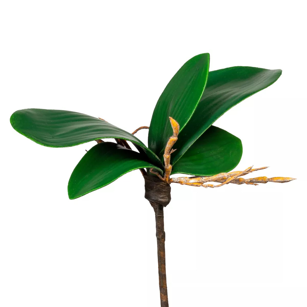 Flourify Mini-Orchidee blad