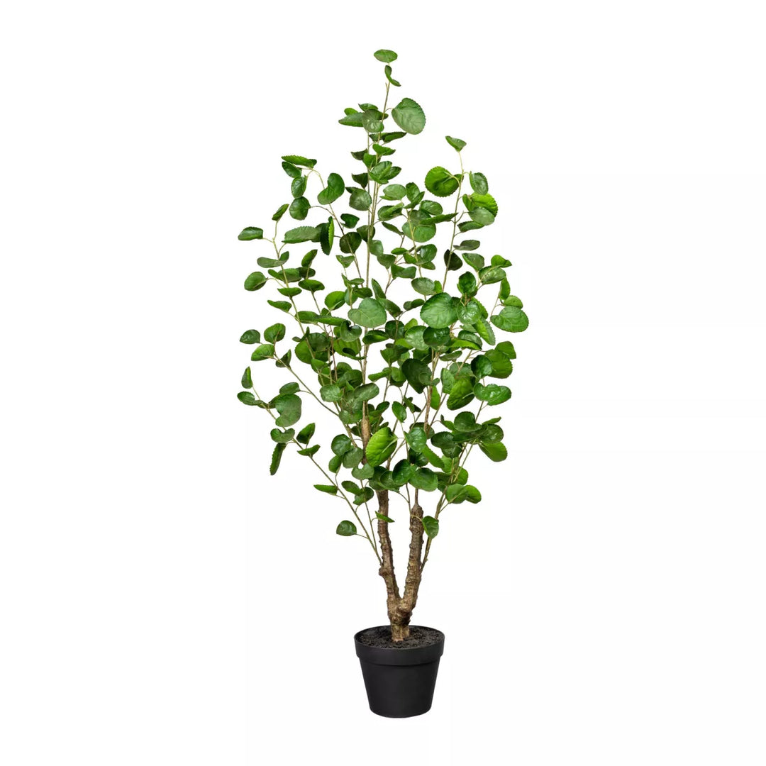 Flourify Fiederaralie (Polyscias)