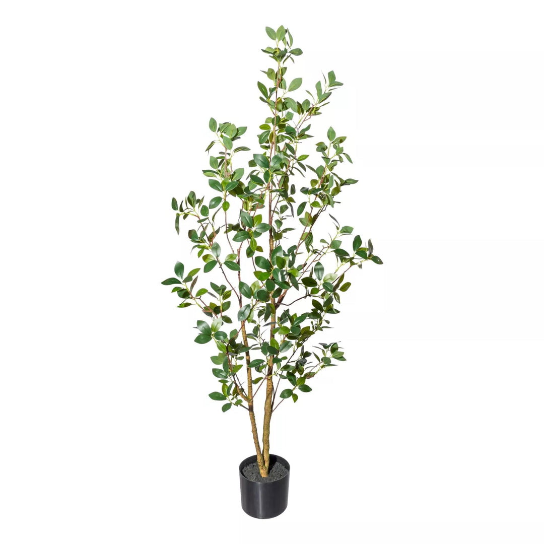 Flourify Ficus ginseng