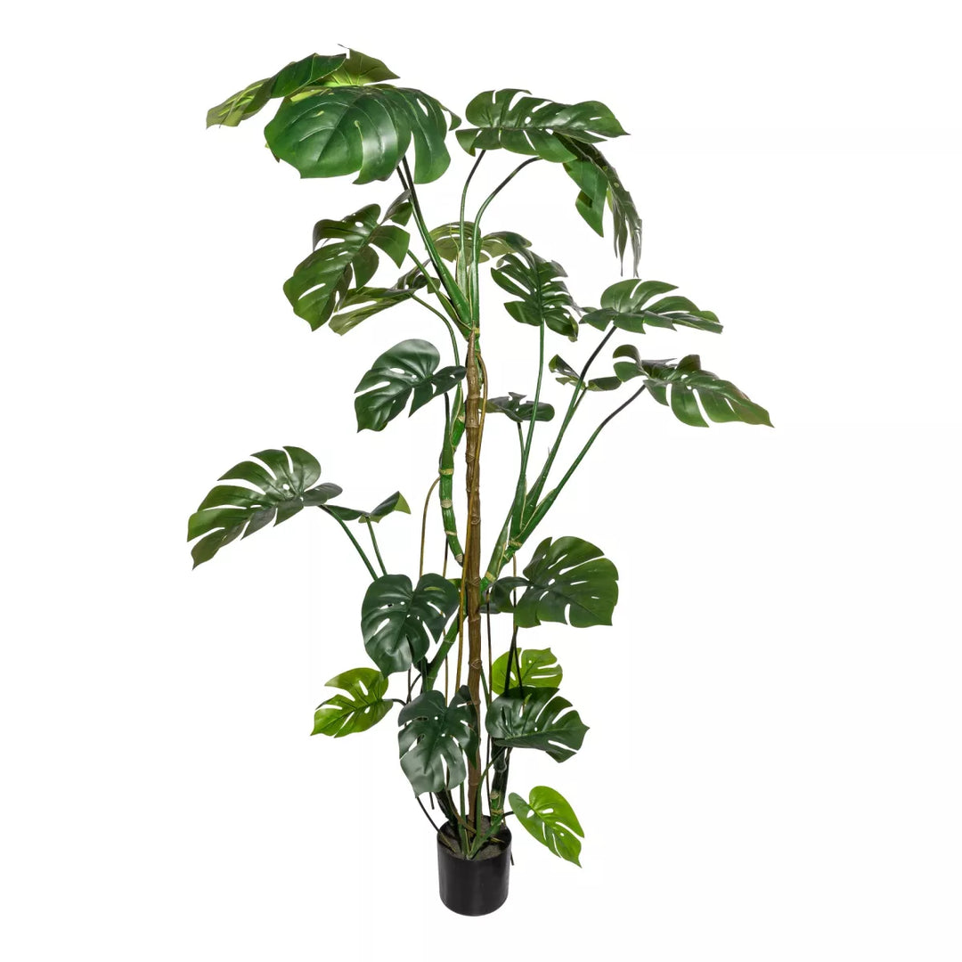 Flourify Splitphilodendron