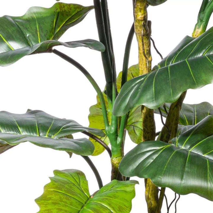 Flourify Colocasia (olifantsoor) 