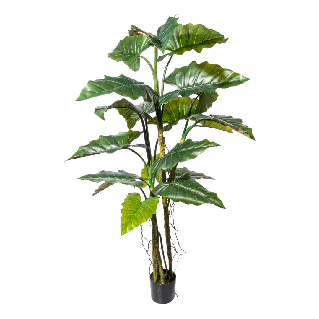 Flourify Colocasia (olifantsoor) 