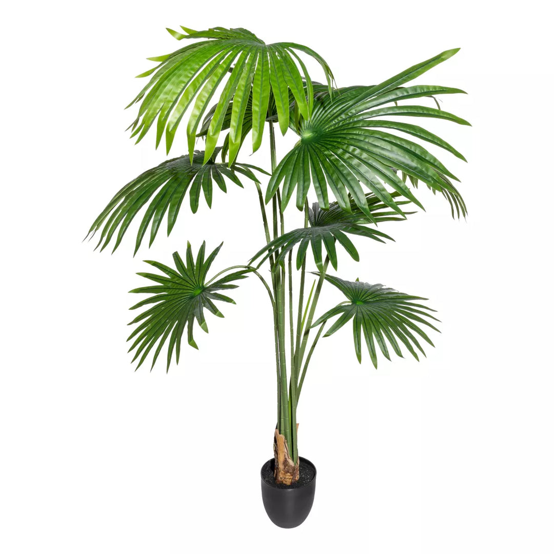 Flourify De Washingtonia palm