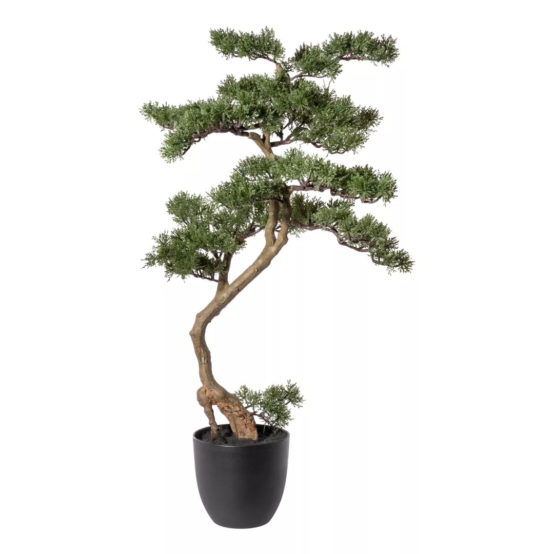 Flourify Bonsai Ceder
