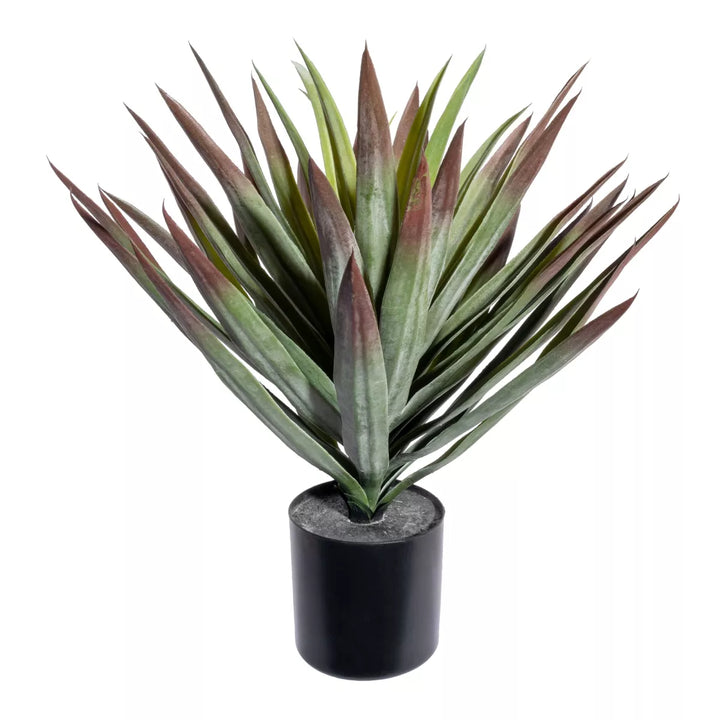 Flourify Yucca (palmlelie)