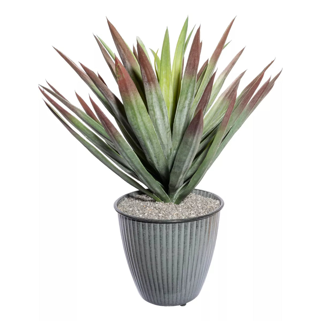 Flourify Yucca (palmlelie)