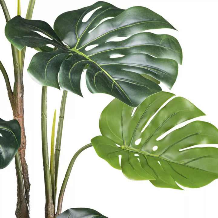 Flourify Splitphilodendron