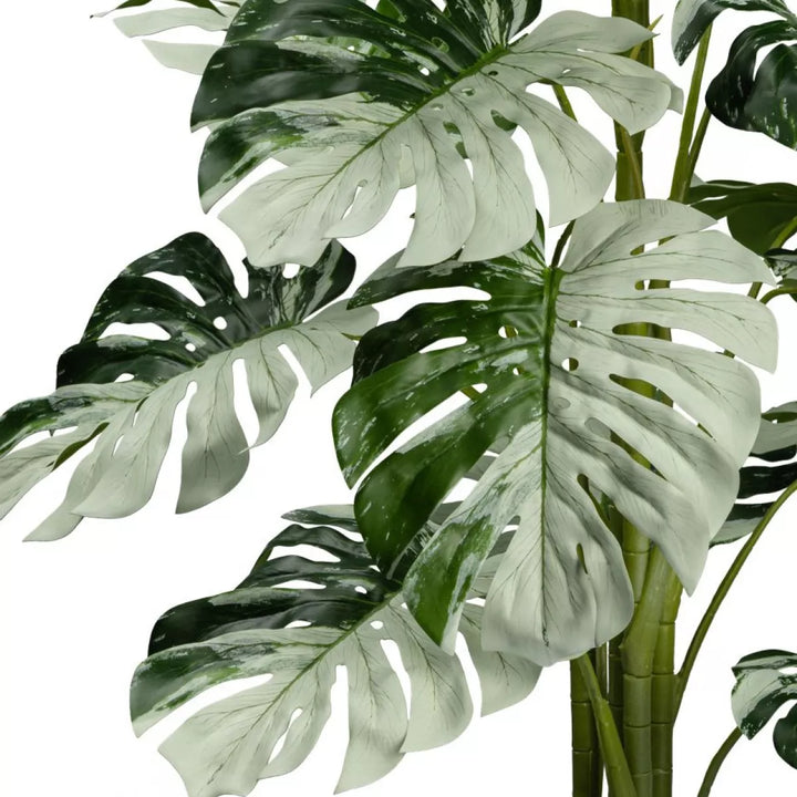 Flourify Monstera Variegata Halfmoon