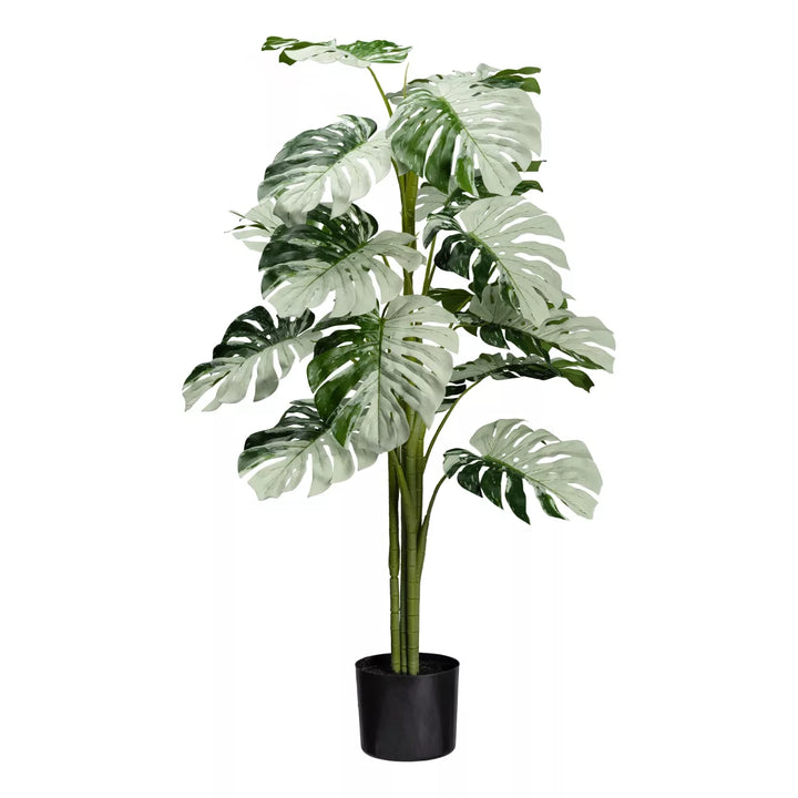 Flourify Monstera Variegata Halfmoon