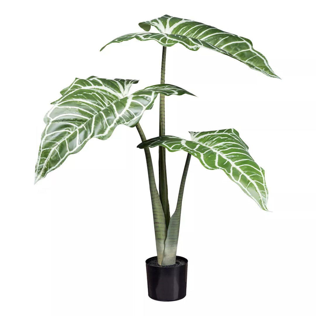 Flourify Colocasia White Lava (olifantsoor)