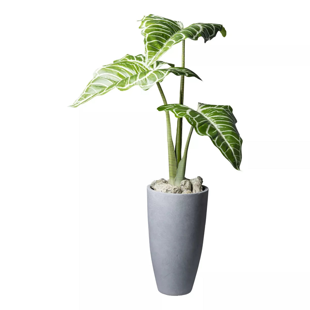 Flourify Colocasia White Lava (olifantsoor)