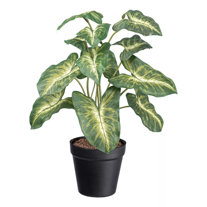 Flourify Syngonium Pixie