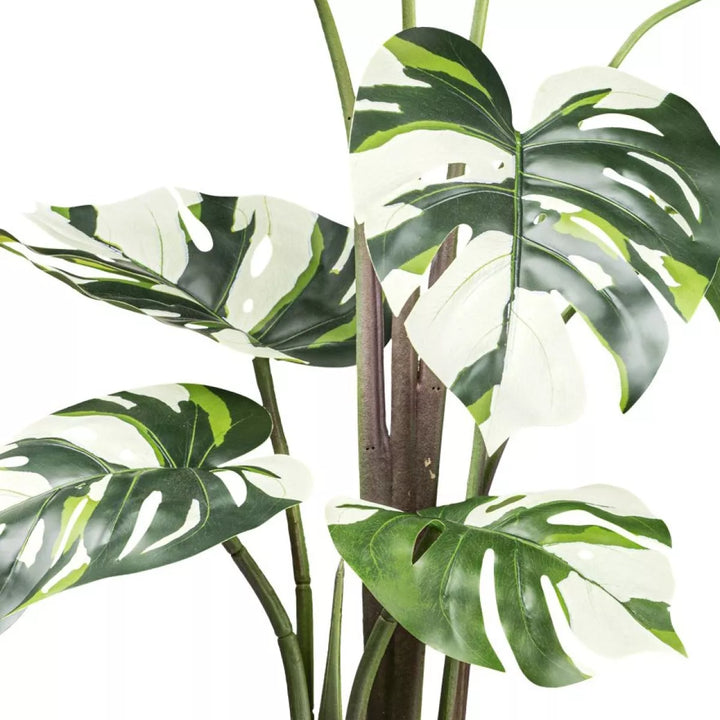 Flourify Monstera Variegata (gatenplant) 