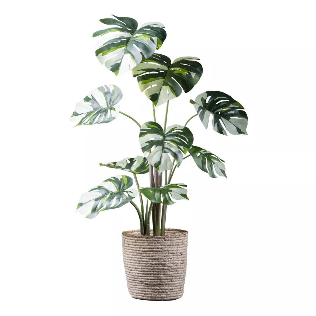 Flourify Monstera Variegata (gatenplant) 
