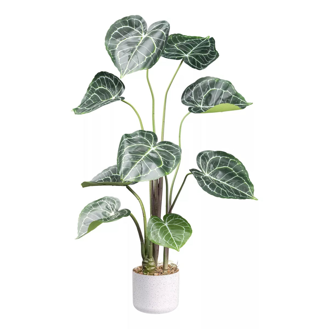 Flourify Anthurium Clarinervium