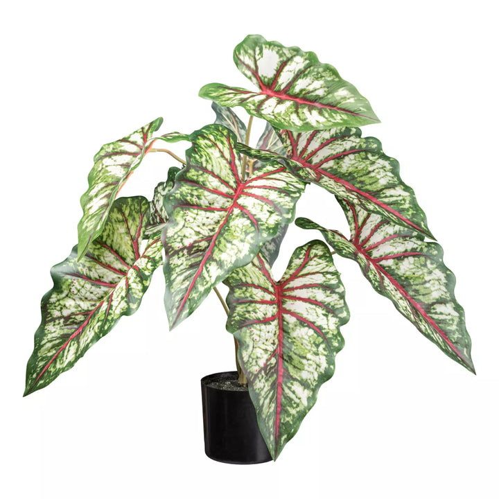 Flourify Syngonium