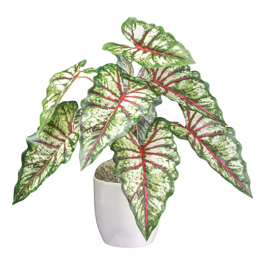 Flourify Syngonium