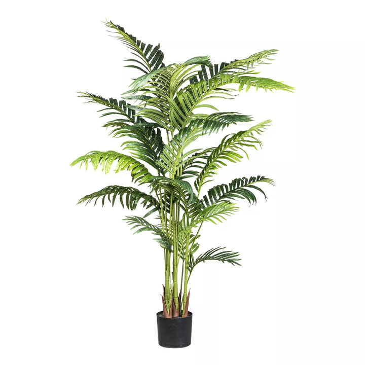 Flourify Kentiapalm