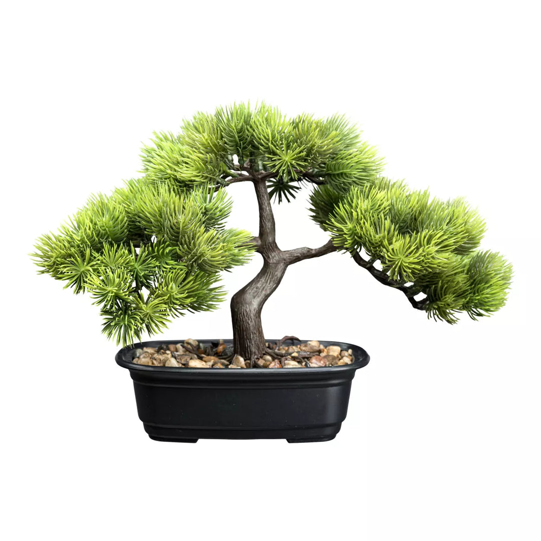 Flourify Bonsai dennen