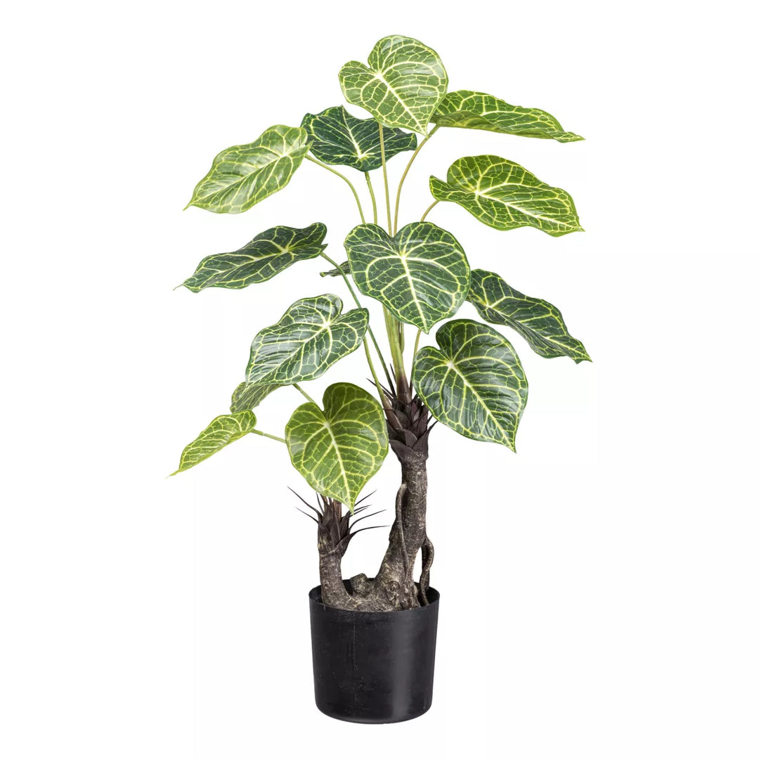Flourify Syngonium (Nephtytis)