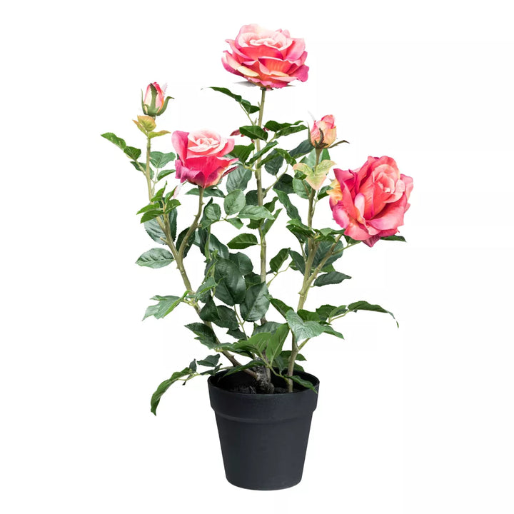 Flourify Rozenstruik
