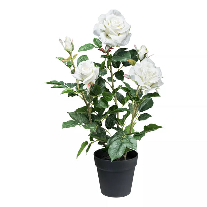 Flourify Rozenstruik
