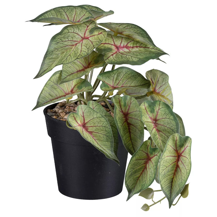 Flourify Caladium/Coleus/Fittonia 