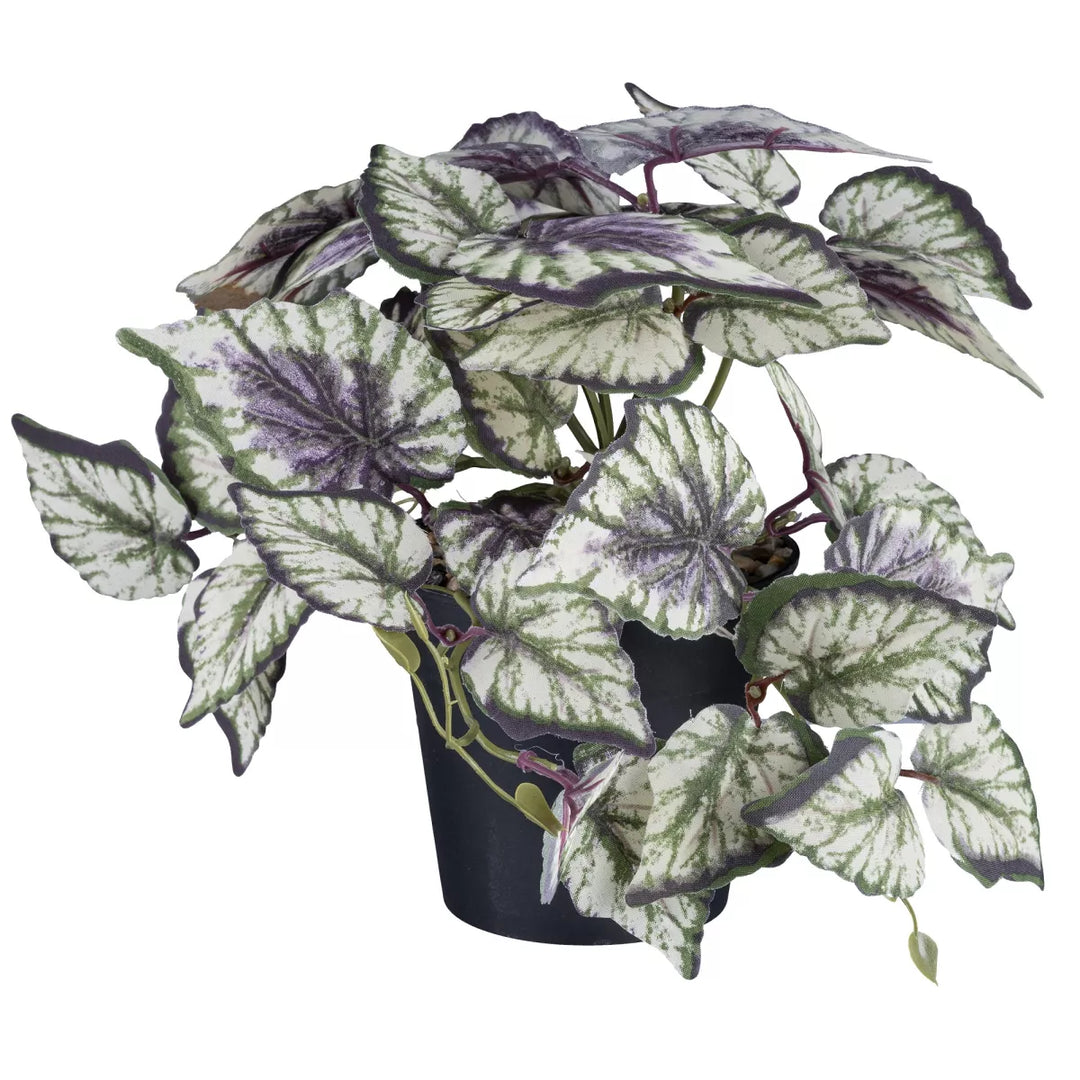 Flourify Caladium/Coleus/Fittonia 