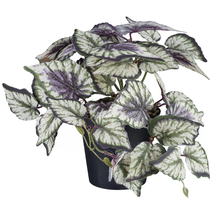 Flourify Caladium/Coleus/Fittonia 
