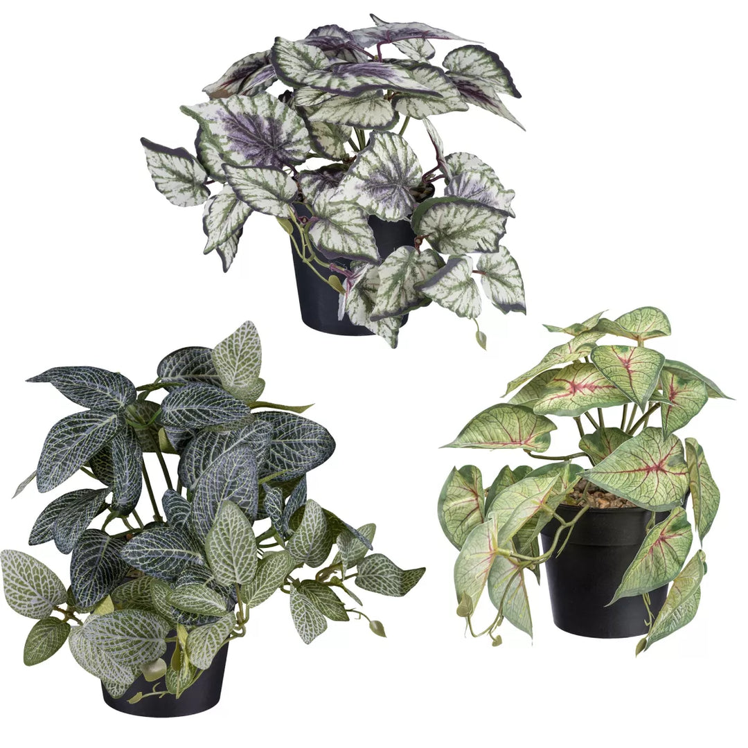 Flourify Caladium/Coleus/Fittonia 