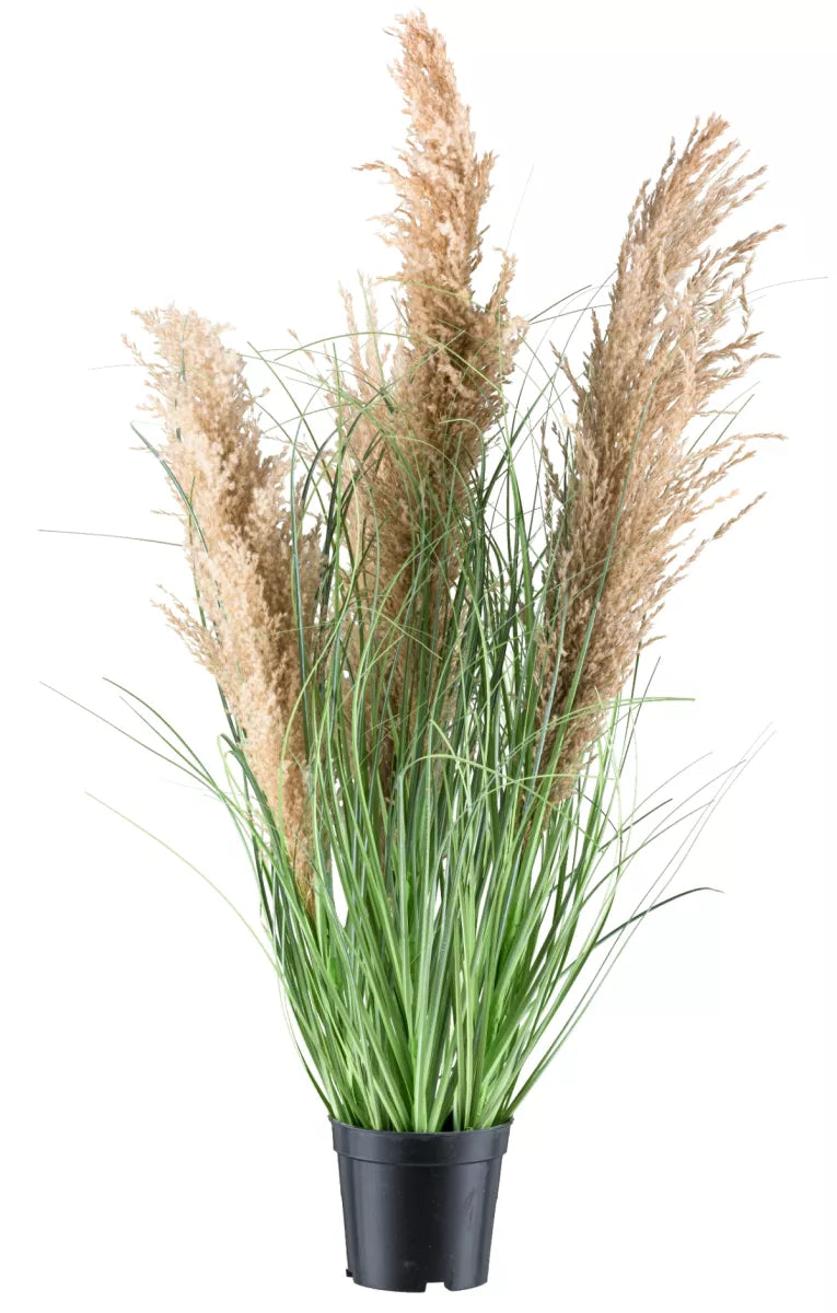 Flourify Schilfgras (siergras)