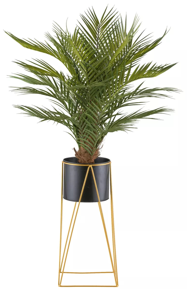 Flourify Arecapalm
