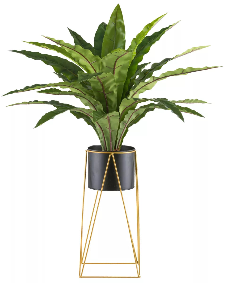 Flourify Asplenium (nestvaren) 