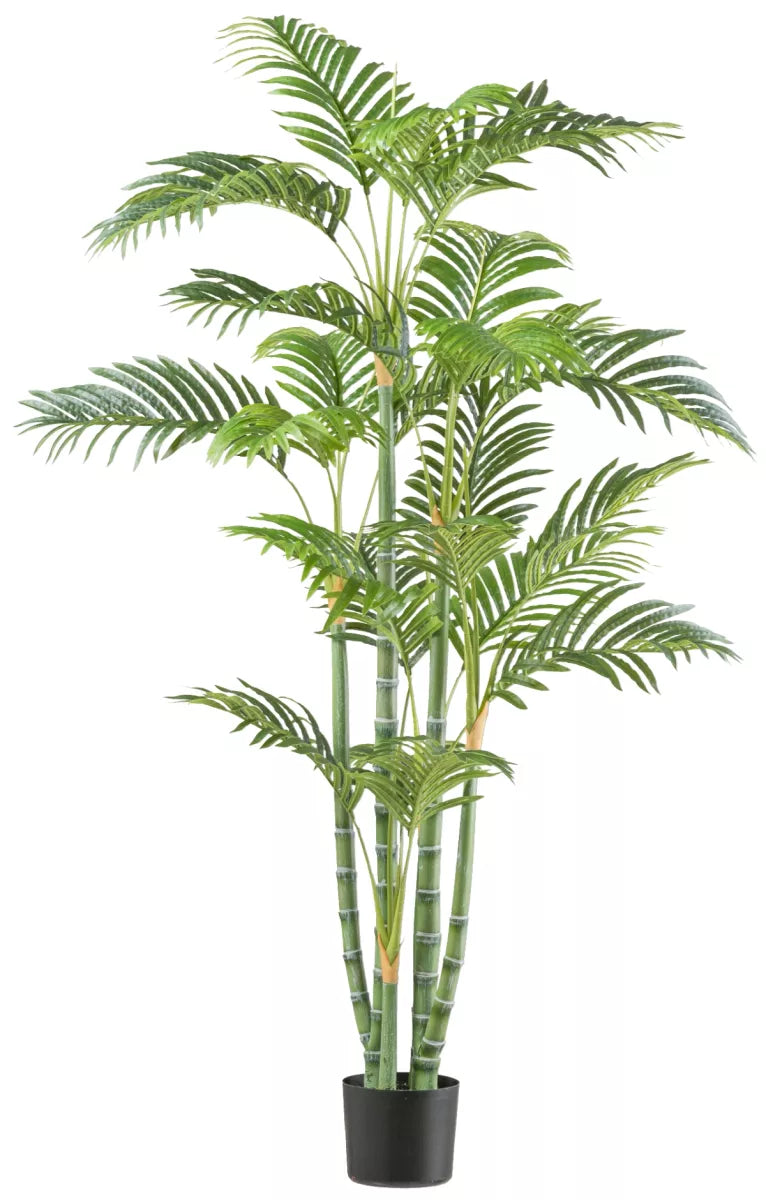 Flourify Bamboepalm