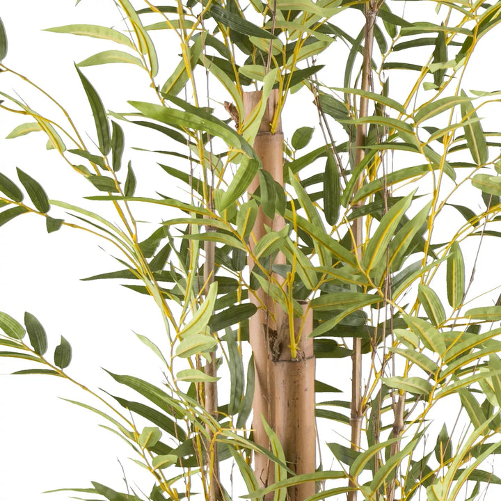 Flourify Bambus vulgaris (bamboe)